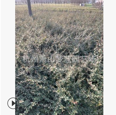 火棘小毛球  都有 土球好 冠幅好 成活率高 萧山 苗圃图2