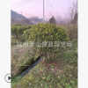 大叶栀子球 园林 绿化 树木苗木土球 冠幅好 精品