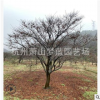 红枫 园林 绿化 景观 树木 成活率 高 精品 优质 苗木