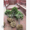 山茶花 土球好 冠幅好 萧山精品 优质苗 园林 绿化工程