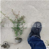 火棘 杯苗 优质 精品 品种 规格 齐全 成活率高 道路绿化苗 园林