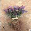 红花继木 千插苗 床苗 根系 发达 苗壮 成活率 高 品种 规格 齐全