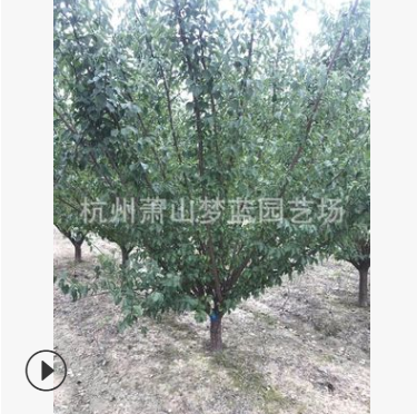 红梅 品种 规格 齐全 道路 行道树 景观 园林 绿化 工程图1