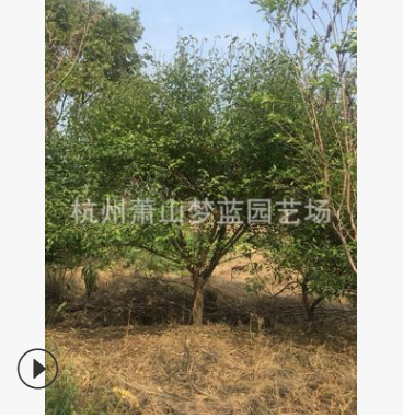 红梅 品种 规格 齐全 道路 行道树 景观 园林 绿化 工程图3