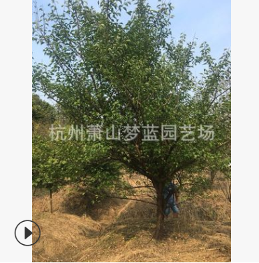 红梅 品种 规格 齐全 道路 行道树 景观 园林 绿化 工程图2