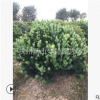 罗汉松球 土球好 冠幅好 造型优美 精品苗 园林 庭院 花镜 绿化苗