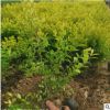 基地批发金叶女贞 绿化工程花木承接工程 量大优惠 黄叶女贞