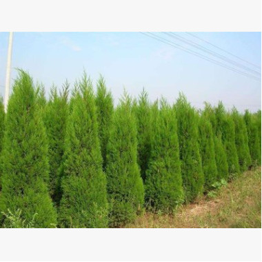 塔松 塔柏 塔桧 桧柏批发   高全规格基地直供
