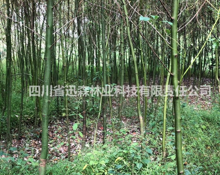 香樟 四川香樟树 香樟价格 香樟基地直销