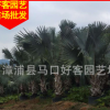 霸王棕 高150-500 价格280元-2300元 霸王棕各种规格供应