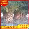 加拿利海枣移植苗盆栽 规格齐全 承接绿化工程