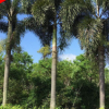 狐尾椰子基地直销 杆1-6米 地苗 袋苗 移植苗供应