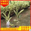 花叶良姜盆栽地栽 承接园林景观工程 基地直销