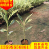 花叶良姜地苗袋苗 福建基地批发 规格齐全