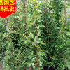 炮仗花批发100-250cm 规格齐全 福建基地直销 大量供应