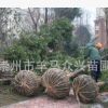 金丝楠木树苗批发 大树 自产直销