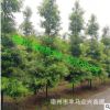 金丝楠木树苗