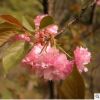 樱花树外形美观品种齐全量大优惠樱花树全国供应发货及时樱花树