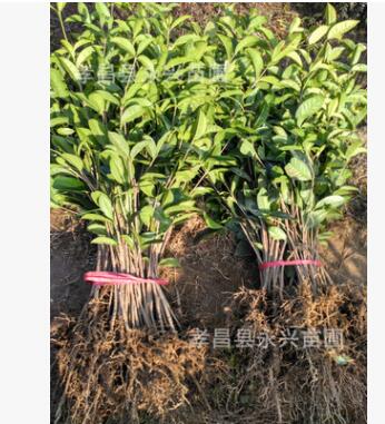 湖北桂花树 金桂花树批发 八月桂花树价格 桂花树大小规格