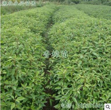 批发小叶香樟树苗1年生两年生香樟苗