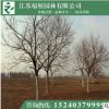 重阳木 落叶乔木 行道树 各种规格树苗批发