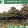 广玉兰 常绿乔木 行道树 园林绿化工程苗批发