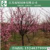 美人梅 盆栽梅花 精品梅花等绿化工程苗木批发 庭院栽植