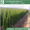 批发塔柏 蜀桧 桧柏 高速公路专用 30--350cm 绿篱围墙墓地使用