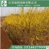 批发连翘丛生苗 黄老虎小苗 多分枝连翘 基地直销