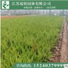 龙柏苗 小龙柏 基地直销 绿化苗木 量大从优