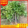 三角梅苗 福建三角梅种植基地 勒杜鹃 三叶梅批发