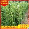 炮仗花价格 规格齐全 大量供应 基地自产自销 攀援花卉