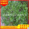胡椒木批发 漳州种植基地 大量供应 园林工程供应