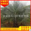 布迪椰子价格 规格齐全 福建漳州种植基地 厂家直销