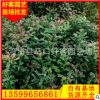胡椒木批发 漳州种植基地 大量供应 园林工程供应