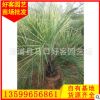 布迪椰子价格 规格齐全 福建漳州种植基地 厂家直销