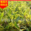 布迪椰子批发 漳州种植基地直销 风景树行道树