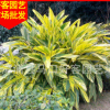 花叶良姜批发 盆栽地栽 规格齐全 量大从优h20-80cm