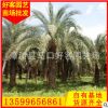 中东海枣银海枣 福建种植基地批发 大型植物供应