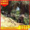 老人葵盆栽 地栽移植苗 华盛顿葵 规格齐全