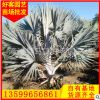 霸王棕价格 漳州霸王棕种植基地 移植苗 多规格供应