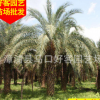 中东海枣移植苗 风景树 绿化苗木 多规格供应