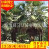 老人葵批发 华棕盆栽地栽 多规格供应 厂家直销