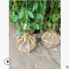 木绣球 木本绣球 庭院 花境 绿化 工程 用苗 萧山直销