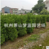 塔柏 桧柏 品种 规格 齐全 造型好 精品苗 苗圃