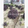 红花继木球 都有 观叶 花 造型 精品苗 园林绿化工程