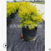 小叶女贞 柠檬之光 大小都有 美植袋精品 花海用苗