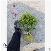 毛鹃 小毛球 土球好 冠幅好 精品 苗 园林 绿化 工程 萧山 直销