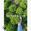 矮婆鹃 紫鹃 园林 绿化 道路 工程 用苗 萧山 苗圃 量多 成活高