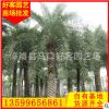 霸王棕批发 漳州种植基地 园林绿化工程苗木 场地直销h200-500cm